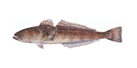 Chilean sea bass